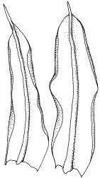 Pseudocrossidium crinitum, stem leaves. Drawn from W. Malcolm 1288, AK 319857.
 Image: R.D. Seppelt © R.D.Seppelt All rights reserved